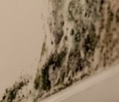 Photo of dark mold spreading across a wall above the skirting board
