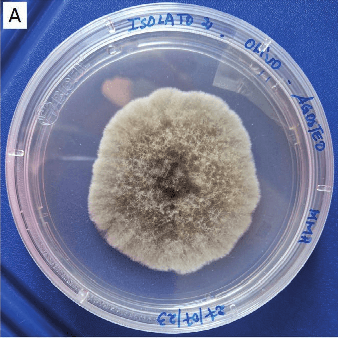 Colony of Alternaria alternata on an agar plate